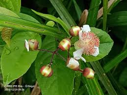 Image result for Tetracera