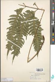 Image result for Pteris auquieri