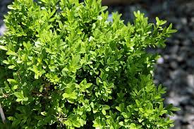 Image result for Buxus acutata