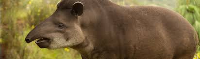 Information and news about the amazon rainforest. Species Profile Amazonian Tapir Tapirus Terrestris Rainforest Alliance