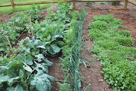 We did not find results for: Brussels Sprout Plant Companions Suitable Companions For Brussels Sprouts