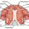 Name and locate major muscles of the human body on a torso or diagram. 1