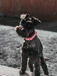 On the chest, they may have spots of beige, white. Black And Brown Miniature Schnauzer Puppy Photo Free Pet Image On Unsplash