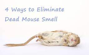 Oct 20, 2012 · a smell began emerging in my front room about 10 days ago. How To Get Rid Of Dead Rat Smell For Good Fast Pest Wiki