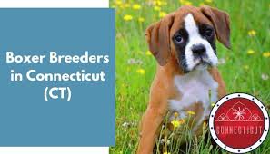 Boxers are stocky and medium in size with strong jaws and a. 8 Boxer Breeders In Connecticut Ct Boxer Puppies For Sale Animalfate
