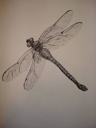 Black And Blue Dragonfly Dragonfly Study Dragonfly Tattoo Design Dragonfly Tattoo Dragonfly Drawing