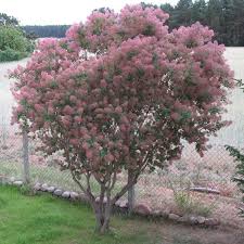 Peruckenbaum Peruckenbaum Hortensien Garten Gartengestaltung