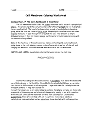 Composition of the cell membrane & functions the cell membrane is also called the ____plasma_____ membrane and is made of a phospholipid ____bilayer___. Cell Membrane Coloring Worksheet Printable Pdf Download