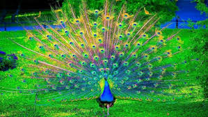 We did not find results for: Gambar Cantik Wallpapers Free Gambar Cantik Wallpaper Download Wallpapertip