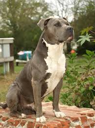 Blue Pit Beautiful Pitbull Terrier Pitbulls American Pitbull Terrier