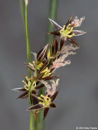 Image result for Juncus balticus