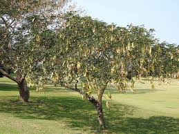 Image result for Casearia gladiiformis