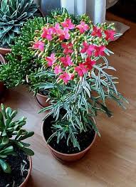 Kalanchoe Laciniata Christmastree Plant By The Floralist Via Flickr Fiori