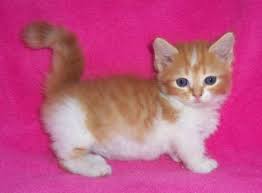 Maybe you would like to learn more about one of these? Healthy Adorable Male And Female Munchkin Kittens For Sale Bloemfontein Munchkin Kittens Dog Breeders Gallery 97754