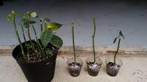 Hello All I Got These Long Stem Roses From Kroger For 10 I Had Them Sitting In Water For About 4 To 5 Weeks Which I Growing Roses Rose Seeds Rose Cuttings