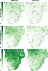 Image result for Megaloprotachne albescens