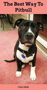 See The Site Press The Grey Tab For Additional Selections Dog Food For Pitbull Puppies Pitbull Puppies Pitbull Dog Pitbulls