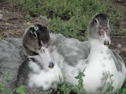 Two Month Old Muscovy Ducks Either Blue Or Lavender For Color
