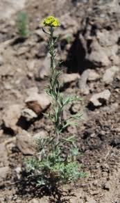 Image result for Cycnium recurvum