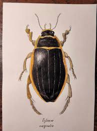 Image result for Dyschoriste multicaulis