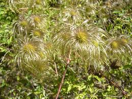 I could see planting shallow rooted annuals that won't complete, if you're set on planting at the base. Clematis Akebioides Wikipedia