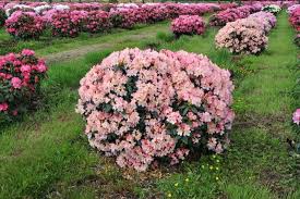 Rhododendron Y Percy Wiseman Rhododendron Flowers Perennials Garden Styles