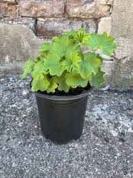 Image result for Alchemilla microbetula