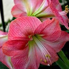 50 Most Beautiful Flowers In The World Amaryllis Flowers Most Beautiful Flowers Beautiful Flower Names