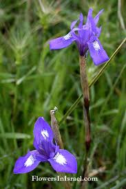 Image result for Moraea niassensis