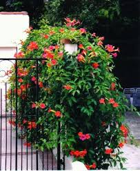 Aromella is a recent cornell release capable of making a top ranked floral to muscat wine. Red Trumpet Vine Campsis Radicans 20 Seeds Vigorous Etsy In 2021 Trumpet Vine Garden Vines Climbing Flowers