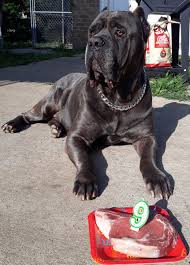 Cane corso italiano, cane di macellaio, sicilian branchiero, italian mastiff. 5 Star Cane Corso 5starcorso Twitter
