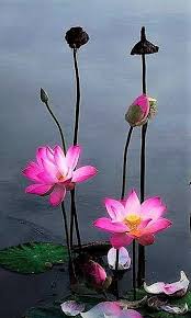 Find the best plasma cutter and get helpful results about the best plasma cutter Hd Lotos Wallpapers Peakpx