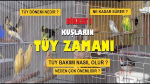 Kuslarimizin Tuy Zamani Basladi Kanaryalar Muhabbet Kuslari Hint Bulbulleri Hepsi Tuy Dokuyor Youtube