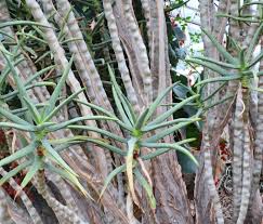 Image result for Aloidendron