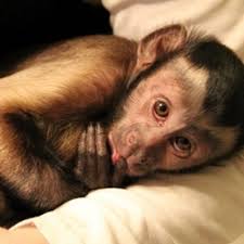 Adorable monkeys caught commiting grisly act of cannibalism. Monkeyboo Themonkeyboo Twitter