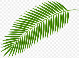 This clip can be used to introduce the events of easter week, specifically palm sunday. Palm Branch Clip Art Palm Trees Palm Leaf Manuscript Image Png 8000x5919px Palm Branch Leaf Palm
