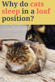 What Are Cats Sleeping Positions And What They Mean Cat Sleeping Positions Cat Sleeping Cats