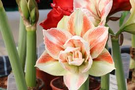 Amaryllis blühen im winter und man sollte sie deshalb bereits im laufe des frühjahrs auf ihr überwintern im herbst vorbereiten. Amaryllis Bluht Nicht So Bringen Sie Die Pflanze Schnell Zum Bluhen