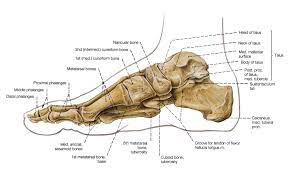 Bones Of The Leg And The Foot Skeleton Of The Hindlimb Anatomy Bones Foot Skeleton Skeleton Anatomy
