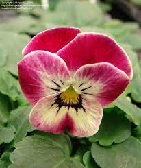 Plantfiles Picture 1 Of Horned Pansy Horned Violet Valentine Viola Cornuta Pansies Flowers Pansies Viola Flower