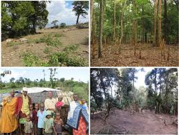 Image result for Pavetta gardeniifolia