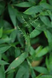 Image result for Oplismenus compositus