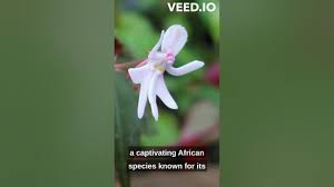 Image result for Impatiens bequaertii