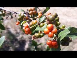 Image result for Gomphocarpus kaessneri