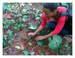 Image result for Citropsis