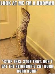 Funny Animal Pictures Of The Day 28 Pics Funny Lizards Funny Animals Funny Animal Pictures