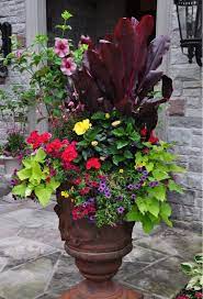 Container Planting From The Top Clockwise The Pink Flower Is A Tropical Hibiscus Cordyline Begonia Pink Container Flowers Container Gardening Flower Pots