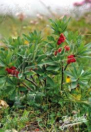 Image result for Daphne mezereum