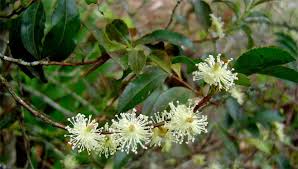 Image result for Aphloia theiformis