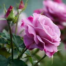 Rosas de Santa